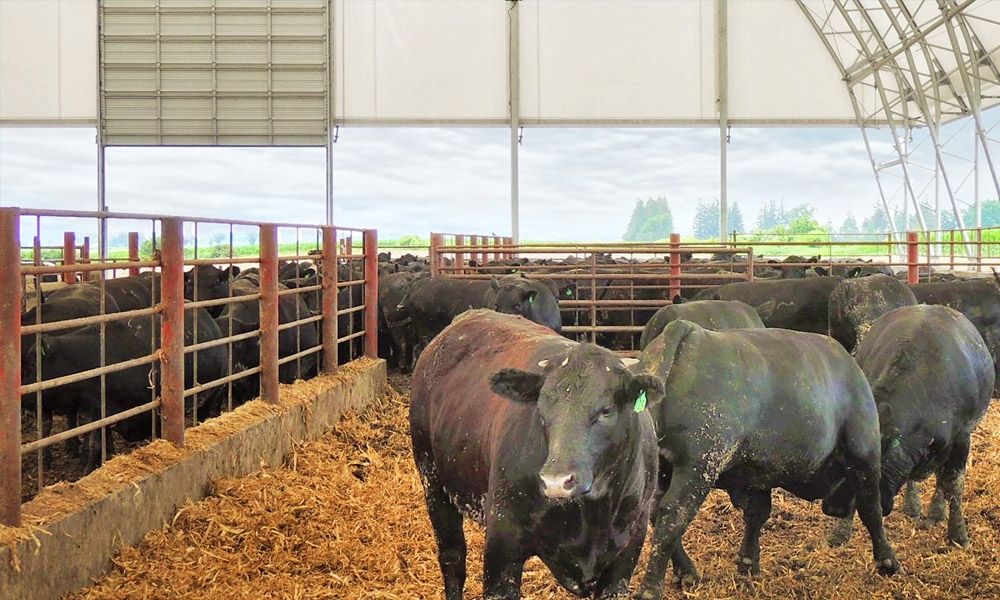 cattle buildings vermont