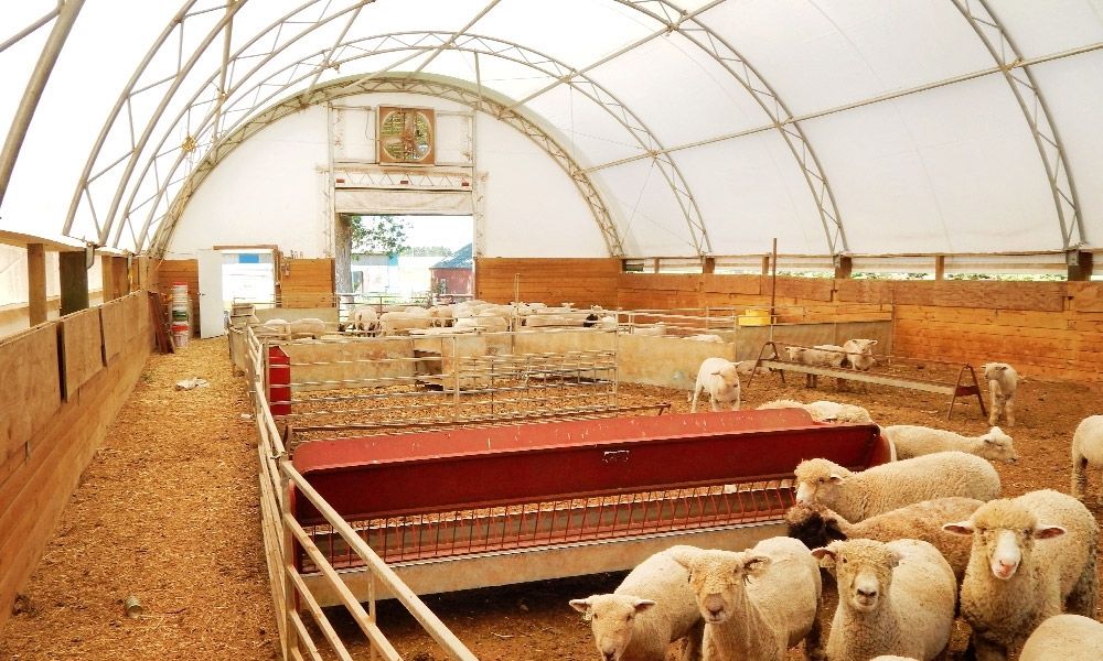 sheep barns washington