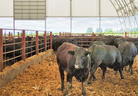 Beef Cattle Buildings & Dairy Barn Plans Beef Cattle Buildings & Dairy Barn Plans