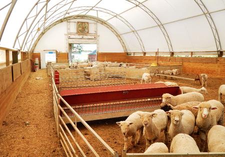 Sheep Barn Plans & Goat Barn Design